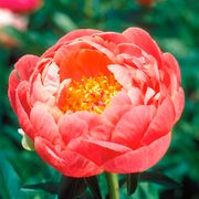 'Coral Charm' Peony Alternate Image 1