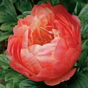 'Coral Charm' Peony Alternate Image 2
