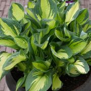 Hosta 'Whirlwind' Plantain Lily Thumb