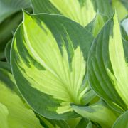 Hosta 'Whirlwind' Plantain Lily Alternate Image 1
