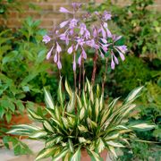Hosta 'Cherry Berry' Plantain Lily Thumb