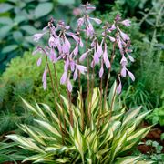 Hosta 'Cherry Berry' Plantain Lily Alternate Image 1
