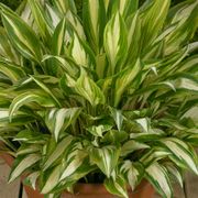 Hosta 'Cherry Berry' Plantain Lily Alternate Image 2