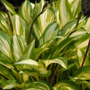 Hosta 'Cherry Berry' Plantain Lily Alternate Image 3
