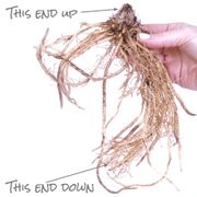 Hosta 'Cherry Berry' Plantain Lily Alternate Image 7