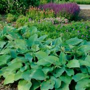 Hosta 'Blue Angel' Plantain Lily Alternate Image 1