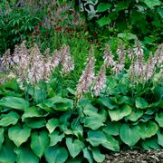 Hosta 'Blue Angel' Plantain Lily Alternate Image 2