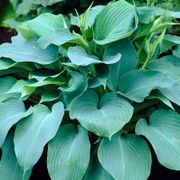 Hosta 'Blue Angel' Plantain Lily Alternate Image 3
