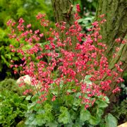 Heuchera Firefly Coral Bells Thumb