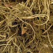 Heuchera Firefly Coral Bells Alternate Image 3