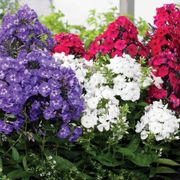 Phlox Patriotic Festival Blend Thumb