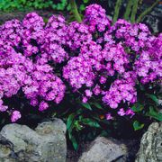 Phlox Patriotic Festival Blend Alternate Image 1