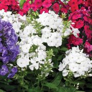 Phlox Patriotic Festival Blend Alternate Image 2