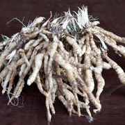 Phlox 'Popeye' Alternate Image 3