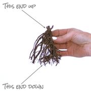 Phlox 'Popeye' Alternate Image 5