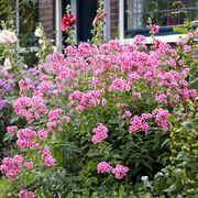 Phlox 'Starburst' Alternate Image 1