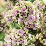Phlox 'Starburst' Alternate Image 2