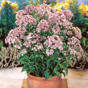 Phlox 'Starburst' Alternate Image 3