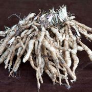 Phlox 'Starburst' Alternate Image 4