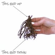 Phlox 'Starburst' Alternate Image 6