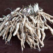 Phlox 'Orchid Green' Alternate Image 3