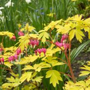 Dicentra 'Gold Heart' Bleeding Heart Thumb