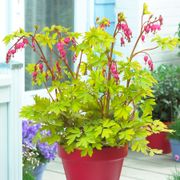 Dicentra 'Gold Heart' Bleeding Heart Alternate Image 1