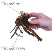 Dicentra 'Gold Heart' Bleeding Heart Alternate Image 4