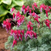 Dicentra 'Fire Island' Bleeding Heart Thumb