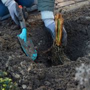 Iris 'Cherry Sugar Rush' Siberian Iris Alternate Image 2
