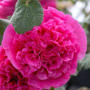 Alcea Double Pink Hollyhock Thumb