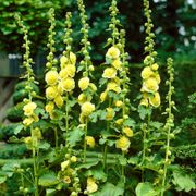 Alcea Yellow Hollyhock Thumb