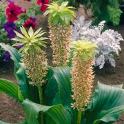 Eucomis bicolor Pineapple Lily Bulbs Thumb