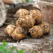 Eucomis bicolor Pineapple Lily Bulbs Alternate Image 1