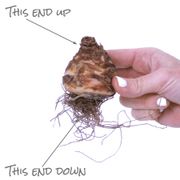 Eucomis bicolor Pineapple Lily Bulbs Alternate Image 3