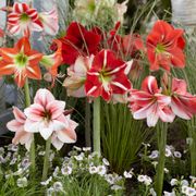 Hippeastrum Mixed Amaryllis Bulbs Thumb