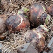 Hippeastrum Mixed Amaryllis Bulbs Alternate Image 3