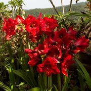 Hippeastrum Red Southern Landscape Amaryllis Bulbs Thumb