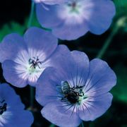 Geranium 'Rozanne' Thumb