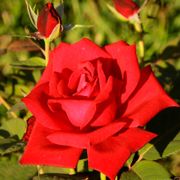 Red Masterpiece Hybrid Tea Rose Alternate Image 1