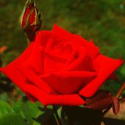 Red Masterpiece Hybrid Tea Rose Alternate Image 2