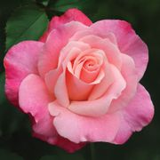 Color Magic Hybrid Tea Rose Alternate Image 2