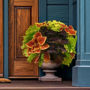 Blooming Block Amped Up MixMasters&trade; Coleus Mix Thumb