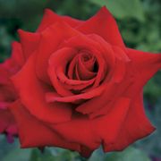 Eleganza&reg; Grande Amore&trade; Hybrid Tea Rose Alternate Image 1