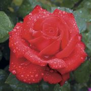 Eleganza&reg; Grande Amore&trade; Hybrid Tea Rose Alternate Image 2