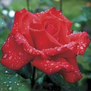 Eleganza&reg; Grande Amore&trade; Hybrid Tea Rose Alternate Image 3