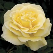Sunshine Daydream Grandiflora Rose Thumb