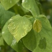 Cercis 'Alley Cat' Redbud Alternate Image 2