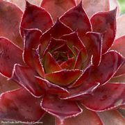 Sempervivum Chick Charms&reg; Cherries Jubilee&trade; Hens & Chicks Thumb