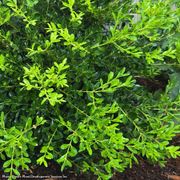 Buxus Better Boxwood&reg; Skylight&trade; Alternate Image 1